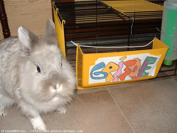 Photo de Lapin