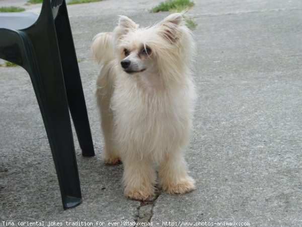 Photo de Chien chinois nu  crte