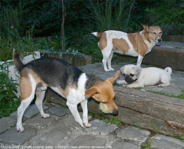 Photo de Races diffrentes