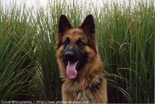 Photo de Berger allemand  poil court