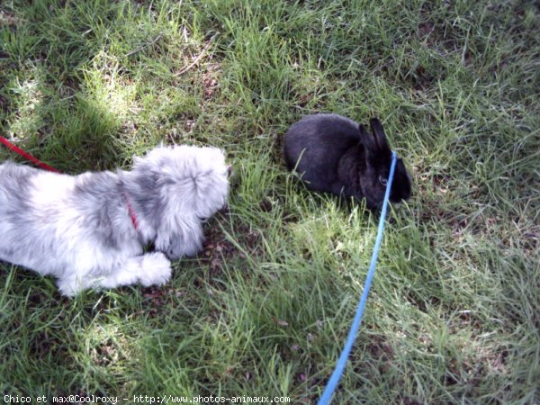 Photo de Races diffrentes