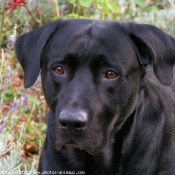 Photo de Labrador retriever