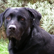 Photo de Labrador retriever