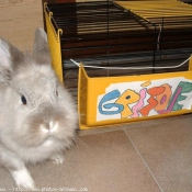 Photo de Lapin