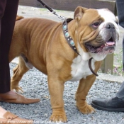 Photo de Bulldog