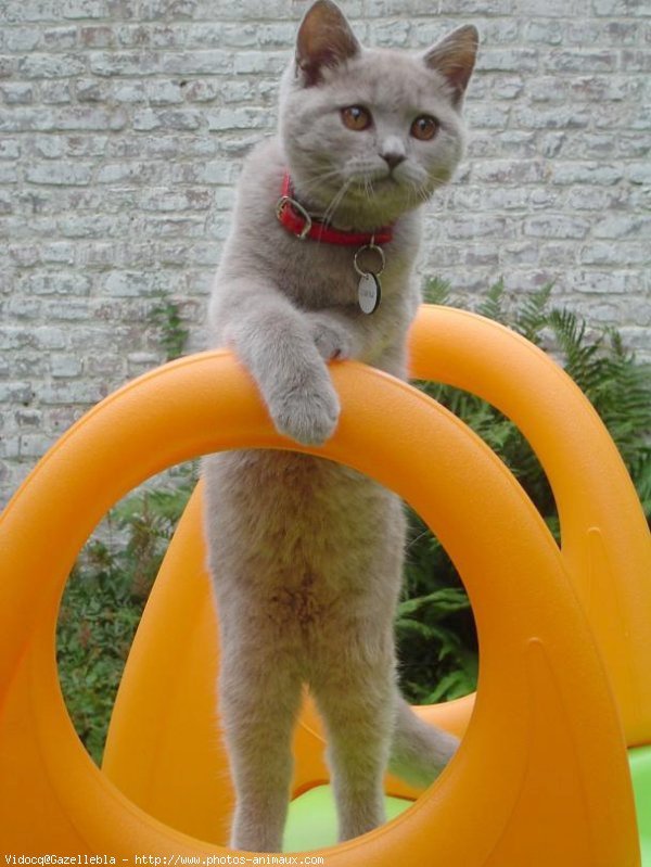 Photo de British shorthair