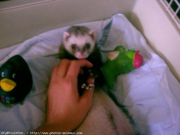 Photo de Furet