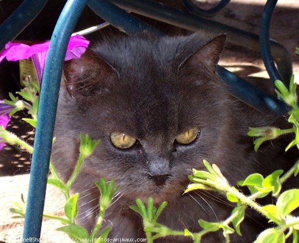 Photo de Chat domestique