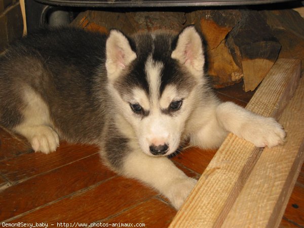 Photo de Husky siberien