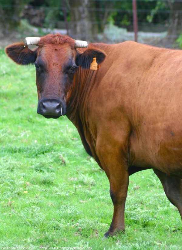 Photo de Vache