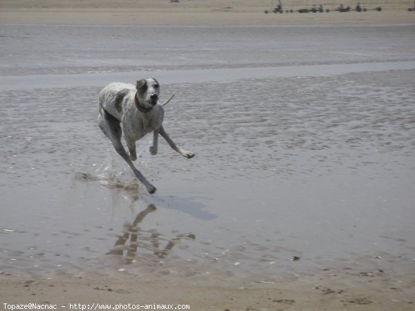 Photo de Greyhound