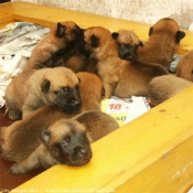 Photo de Berger belge malinois