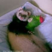 Photo de Furet