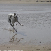 Photo de Greyhound