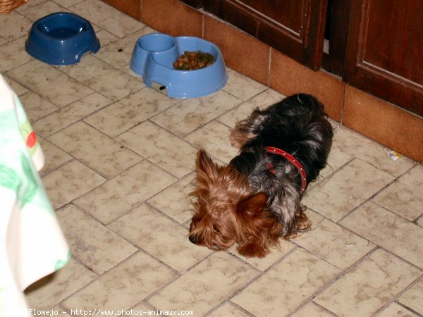 Photo de Yorkshire terrier