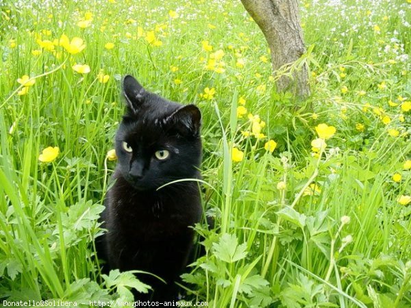 Photo de Chat domestique