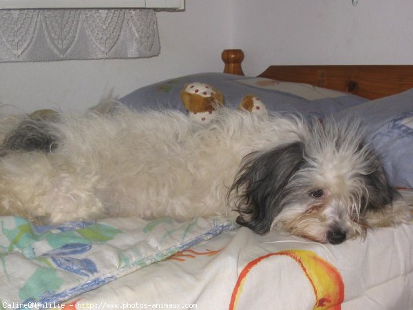 Photo de Coton de tulear