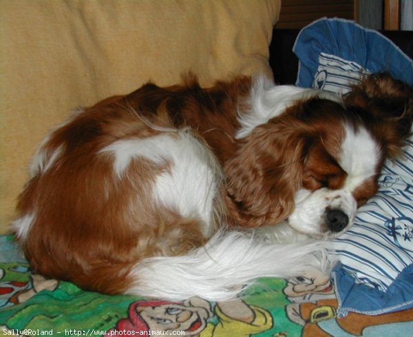 Photo de Cavalier king charles spaniel