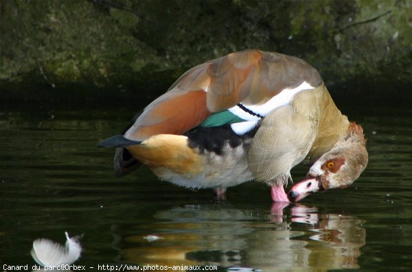 Photo de Canard