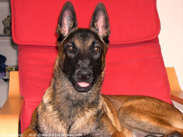 Photo de Berger belge malinois