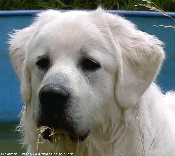 Photo de Chien de berger des tatras