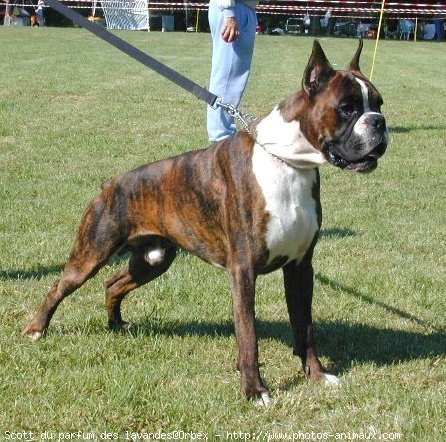 Photo de Boxer