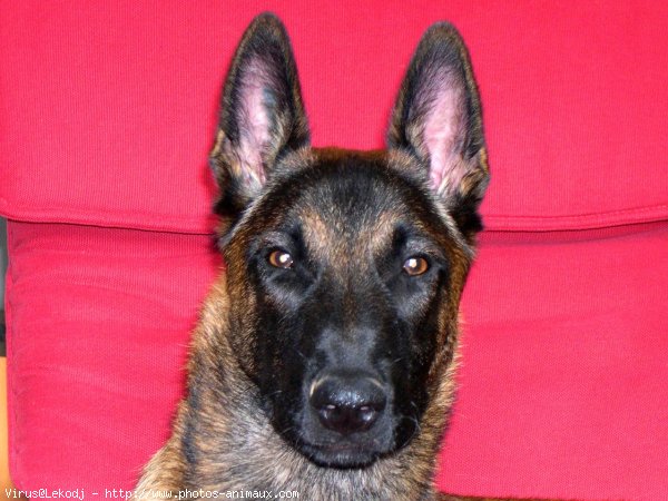 Photo de Berger belge malinois