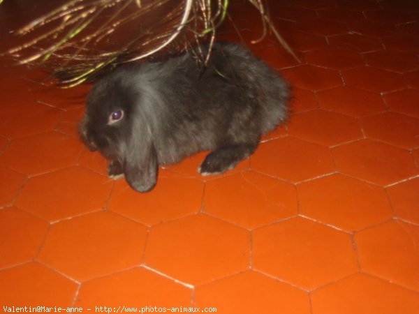 Photo de Lapin