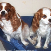 Photo de Cavalier king charles spaniel