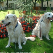 Photo de Golden retriever