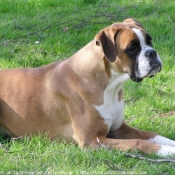 Photo de Boxer