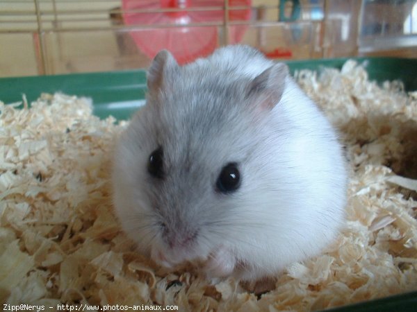 Photo de Hamster