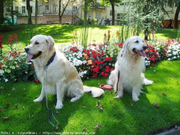 Photo de Golden retriever