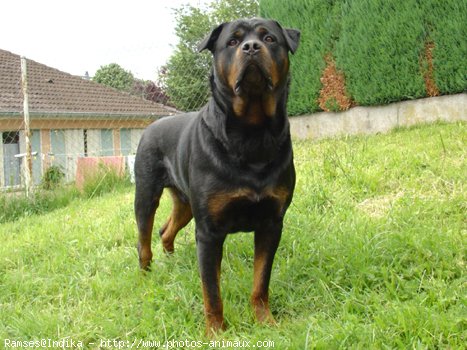 Photo de Rottweiler