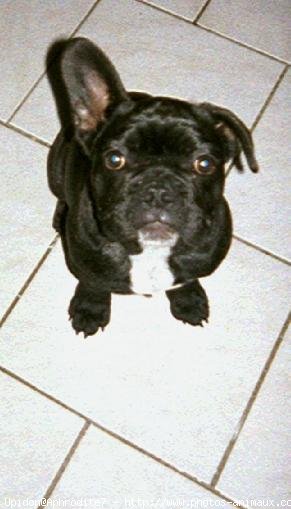 Photo de Bouledogue franais