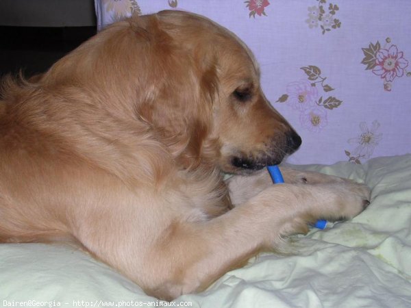 Photo de Golden retriever