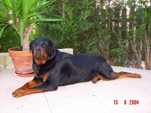 Photo de Rottweiler