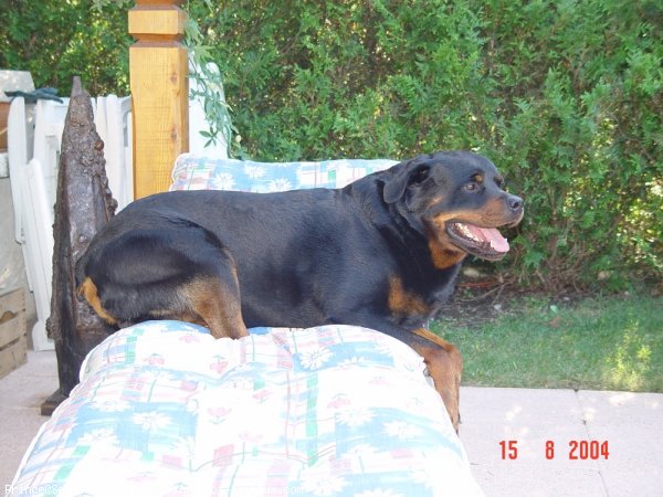 Photo de Rottweiler