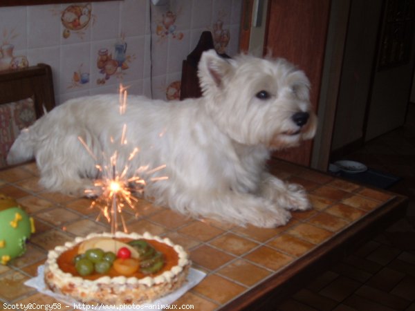 Photo de West highland white terrier