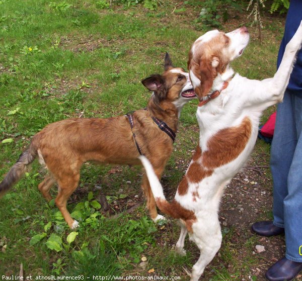 Photo de Races diffrentes