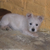 Photo de West highland white terrier