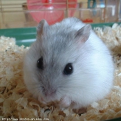 Photo de Hamster