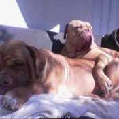 Photo de Dogue de bordeaux