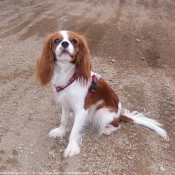 Photo de Cavalier king charles spaniel