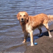 Photo de Golden retriever