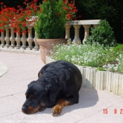 Photo de Rottweiler