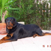 Photo de Rottweiler