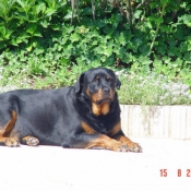 Photo de Rottweiler