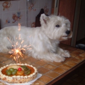 Photo de West highland white terrier