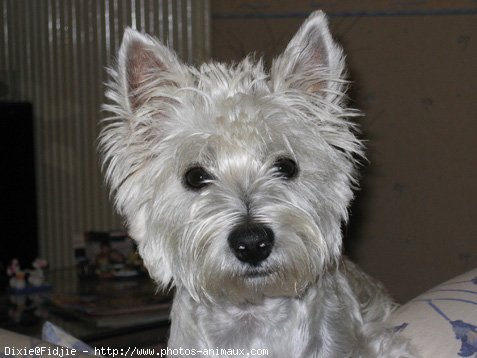 Photo de West highland white terrier